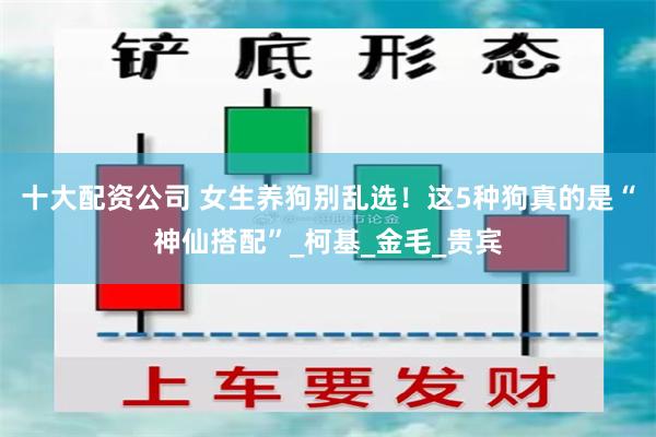 十大配资公司 女生养狗别乱选！这5种狗真的是“神仙搭配”_柯基_金毛_贵宾